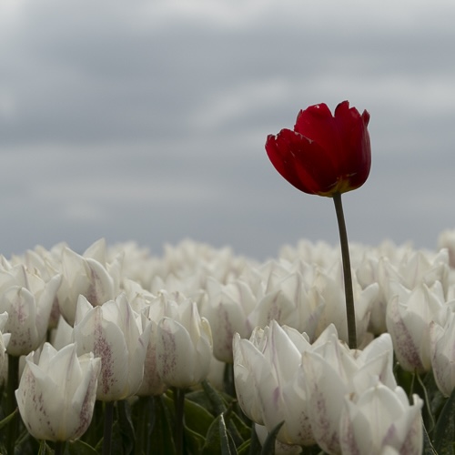 8 - Actueel - foto keuzeblok - scaled 500p-72ppi v2